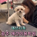 에브리독애견미용학원 | 상무지구 애견미용학원 찾고 있다면? 이것만은 꼭 확인하세요