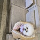 GS25 대구 군위점 | 대구 군위 애견동반 카페 리틀맨리 🌼 선인장 포토존 감성 가득 능소화 시즌 추천