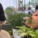연신내역3번출구앞 범서쇼핑 | 은평 가드닝 취미 &amp; 원데이 클래스 식물가게🌿 [업플랜트]