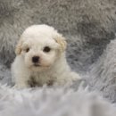 애기 강아지 반려견전문샵 | 원주강아지분양 건강한 말티푸 입양 후기