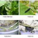풍성농약사 | 가을 배추·무 아주심기 🥦초보도 성공하는 재배 관리 요령 🙋아주심기 &amp; 관리 요령 총정리