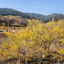 산수유고장