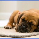 현대동물의료센터 이미지