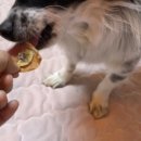 와와네 수제간식 이미지