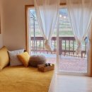 하리애견 이미지