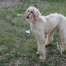 늘사랑동물병원 이미지