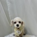 도도그루밍 이미지