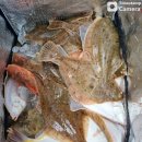 울진참가자미 이미지