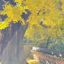 (주)누원밀양지점 | 밀양 금시당 은행나무 실시간 백곡재 주차 경남 주말 나들이