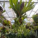 하나농장 | 조인폴리아] 식집사 성지, 식물 좋아하면 가봐야하는 파주식물 농장 방문 후기 | 식물 하나에 3500원!