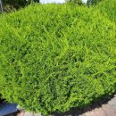 향나무로 이미지