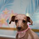 아띠펫살롱 이미지