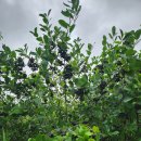 율리농장 이미지