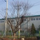 느티나무 이미지