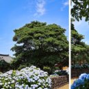 온평리(혼인지마을)농촌체험휴양마을 이미지