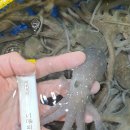 무안뻘낙지 이미지