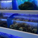 조개몽땅 이미지