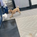 애니멀 하우스 이미지