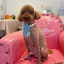 퍼피 비비드(puppy vivid) 이미지