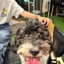 대창인생 이미지