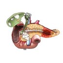 췌장 Pancreas 이미지
