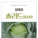 솔리드(SOLID)