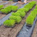 정천농장 이미지