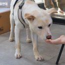 백호켄넬 이미지