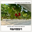 하늘의 별 | 화성 딸기체험 하늘의별딸기 방문기｜아이랑 가기 좋은 체험농장 후기