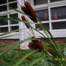 서광초등학교 이미지