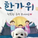 비비펫살롱 이미지