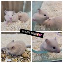 와우펫앤쥬(기장점) 이미지