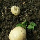 오가네 하우스 이미지