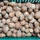 동용농장 이미지