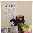 부산애견호텔 강아지유치원 맘바이 사하구점 이미지