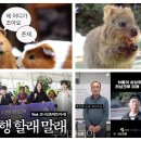 채널하나여행사