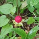 고봉 - 오산시 | 고봉