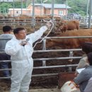 대상축산 이미지