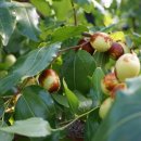 영준 농장 이미지