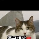 네티아빠
