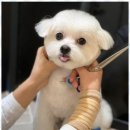 키스더도그/아르테미스 이미지