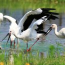 황새공원 다목적광장 이미지