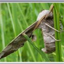 버들민박 이미지