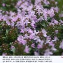 백리향 이미지