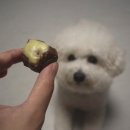 멈므 | 울산 강아지 수제간식 멈므 강아지 입맛을 사로잡은 건강한 간식 추천