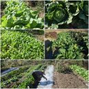 풍요농장 이미지