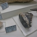 덕소자연사박물관 이미지