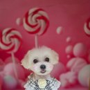 김포24시 힐 동물의료센터 이미지