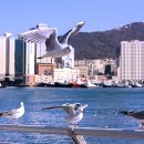 부산갈매기 - 당진시 먹거리길 72-13 | 부산갈매기