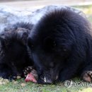 웅담2농장 이미지